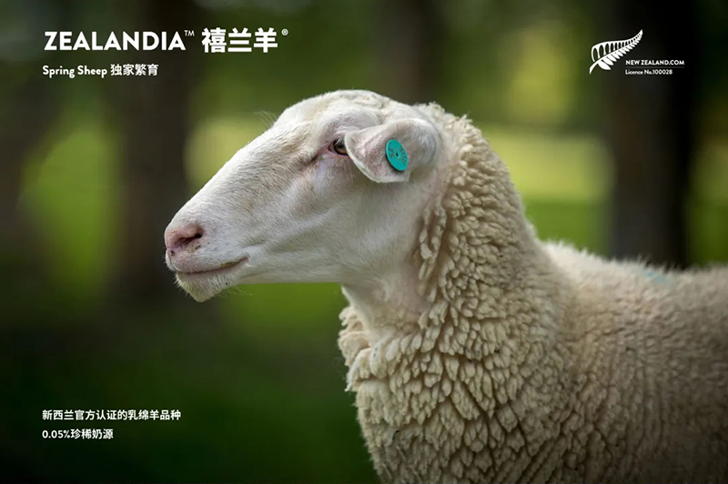 Spring Sheepdȫd׃̷^ע@GCBME05.jpg